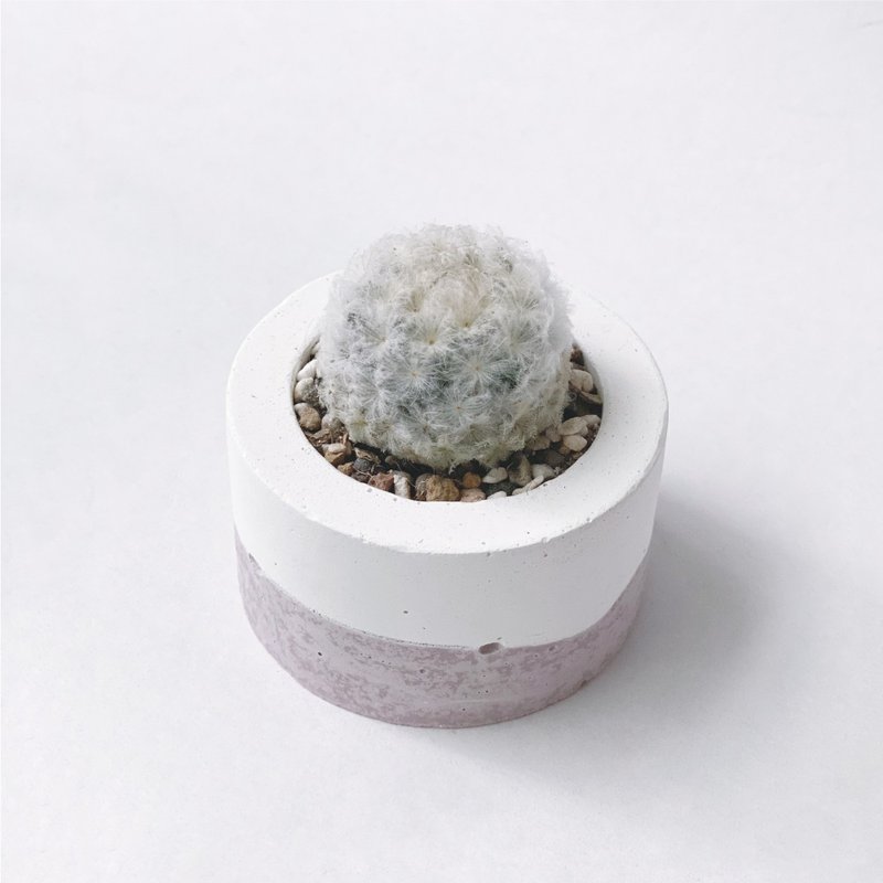 (预购) 莫兰迪粉系列 | 白星 毛绒绒 小圆形渐层水泥仙人掌植栽 - 植栽/盆栽 - 植物．花 粉红色