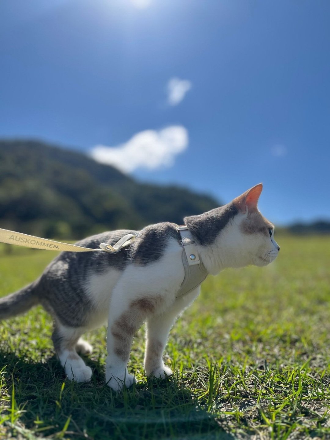 Auskommen 猫咪 X胸背带-防挣脱背带 - 项圈/牵绳 - 其他人造纤维 白色
