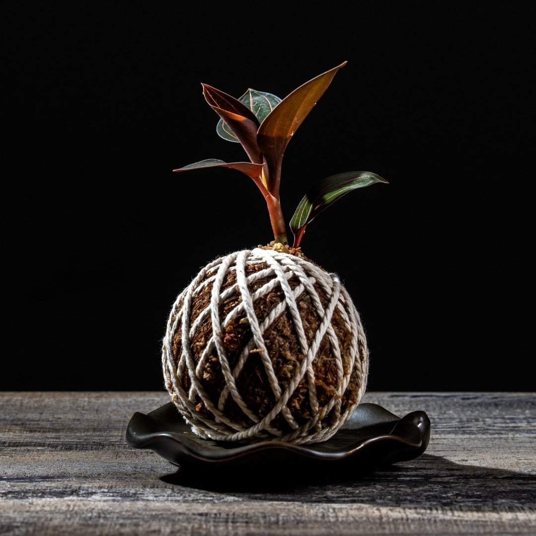 彩叶兰苔球 苔球植物 苔玉 适合室内植物 办公室植物 交换礼物 - 植栽/盆栽 - 植物．花 