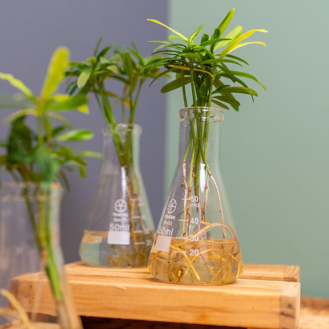 好好养水耕系列 - 迷你罗汉松 - 植栽/盆栽 - 植物．花 