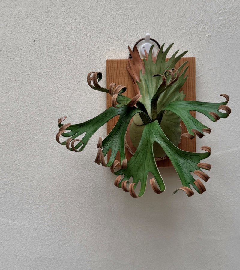 P. Foongsiqi 卷卷鹿_皮革鹿角蕨 - 摆饰 - 真皮 