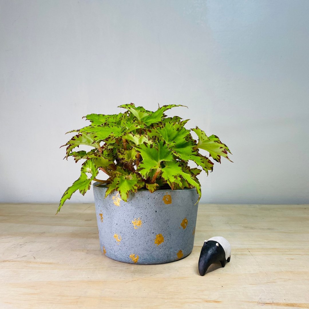 限量单品 手作厚实单品灰色金点水泥盆 - 植栽/盆栽 - 水泥 灰色