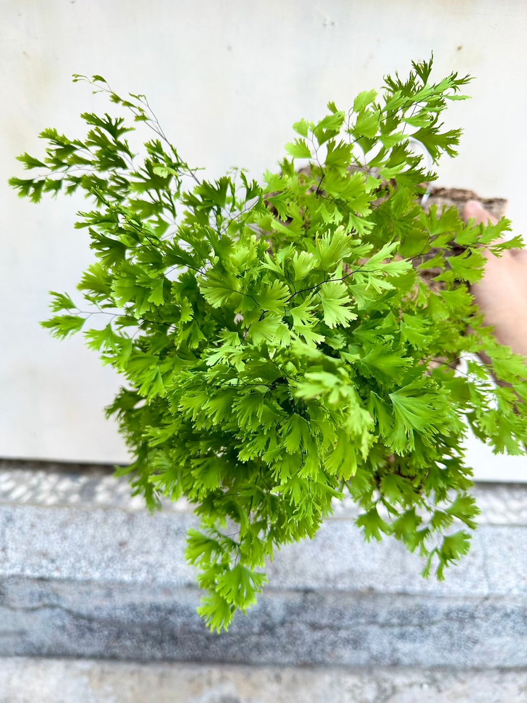 【缀化铁线蕨上初生树皮】植物上板 开幕送礼 生日礼物 初生树皮 - 植栽/盆栽 - 植物．花 