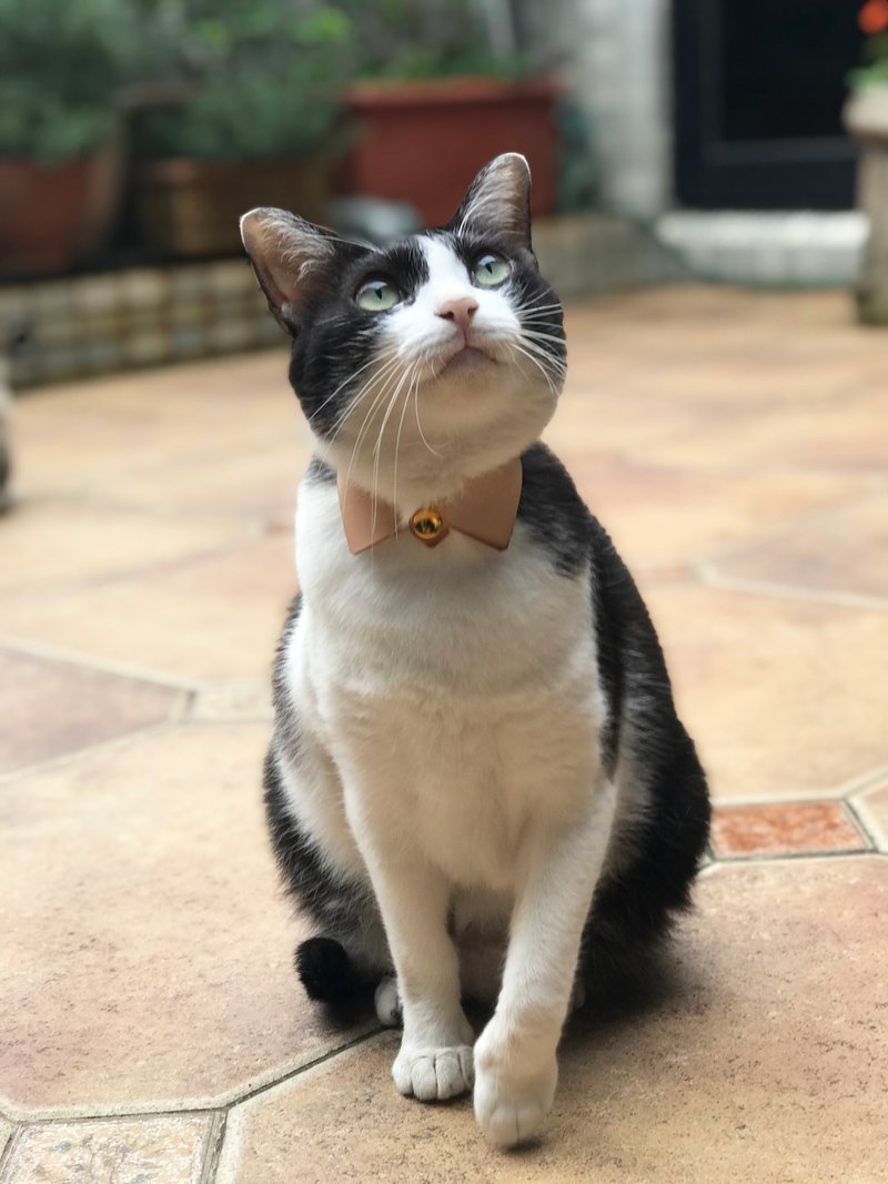 【小尖领颈圈】植鞣皮革/ 猫咪项圈/ 定制化烫印名字 - 项圈/牵绳 - 真皮 卡其色