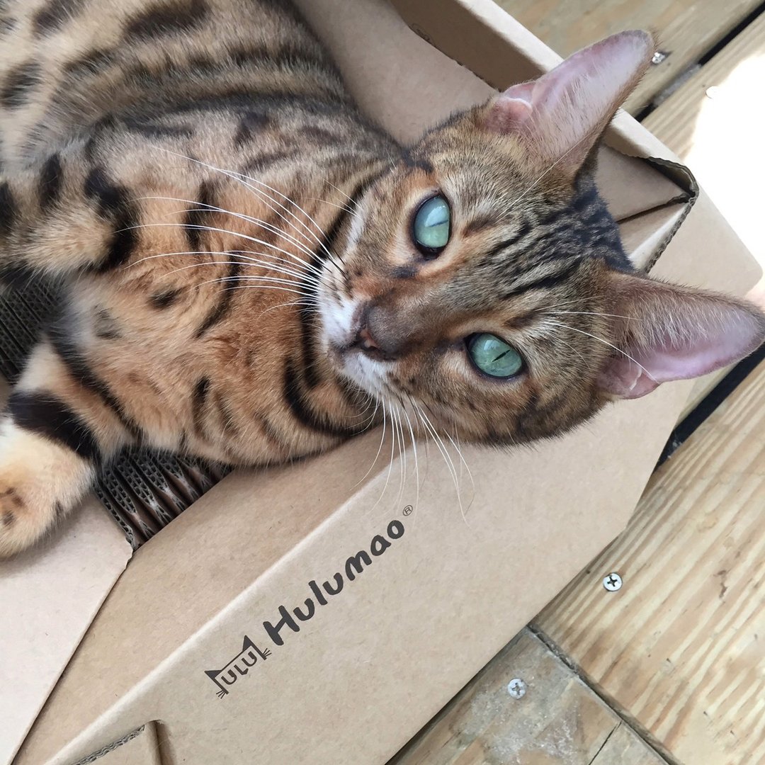 Hulumao 猫家具任选二件 - 抓板/跳台 - 纸 卡其色