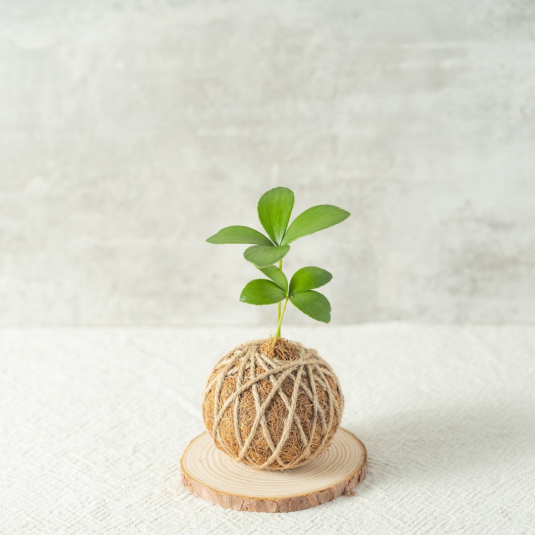【水苔球植物】幸运草铁树-室内植物/观叶植物/送礼 - 植栽/盆栽 - 植物．花 绿色