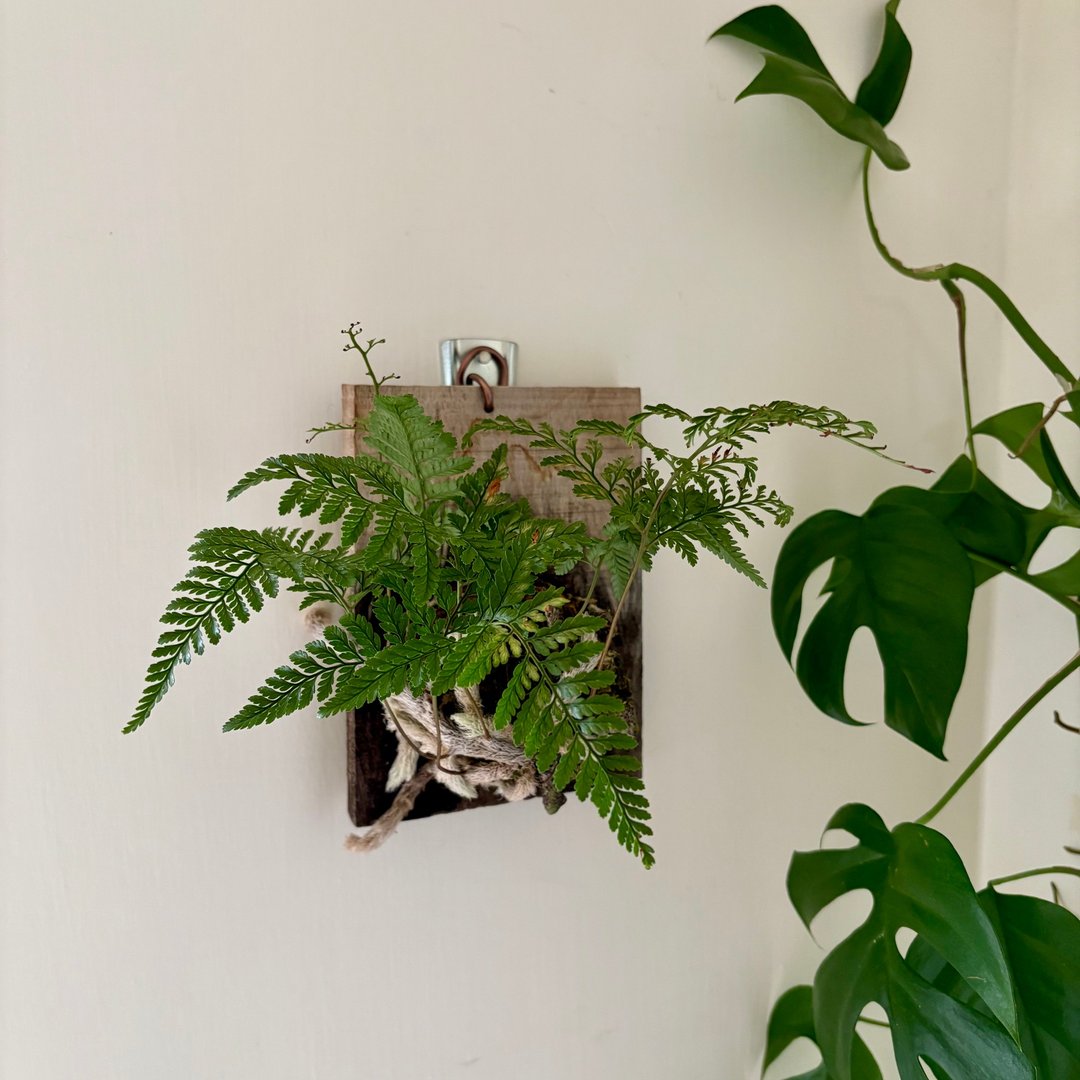 企业团体课程 | 蕨类植物上板体验_台北手作课程 - 植栽 - 植物．花 