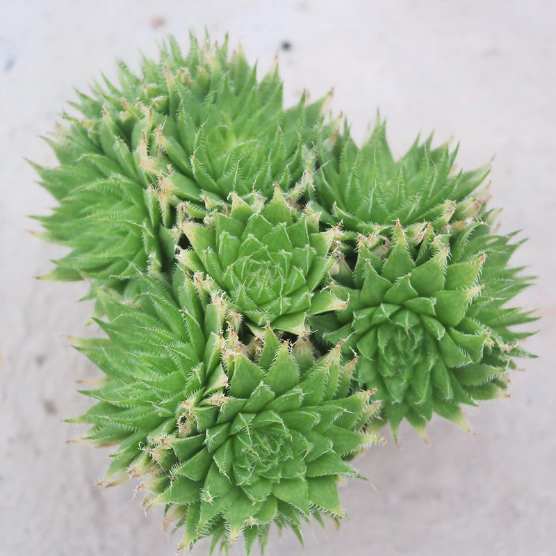 【豆豆多肉】【长毛雷三】乔迁│送礼│升迁│多肉植物 - 植栽/盆栽 - 植物．花 多色