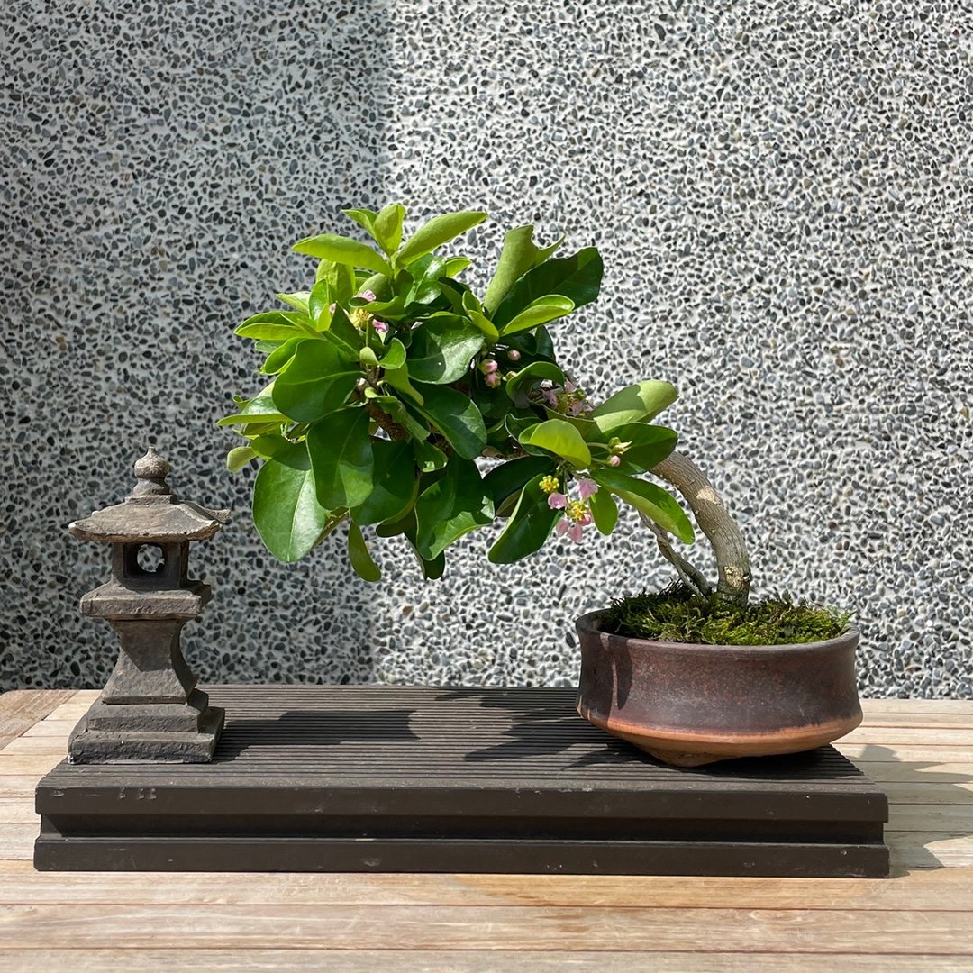 小品盆栽-西印度樱桃 盆景 送礼 - 植栽/盆栽 - 植物．花 