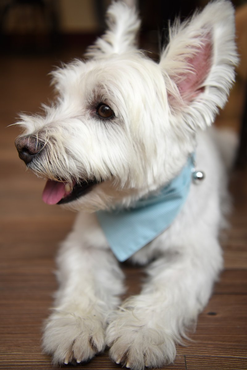 【ZAZAZOO】 S码狗项圈配件-清新绿 - 项圈/牵绳 - 聚酯纤维 