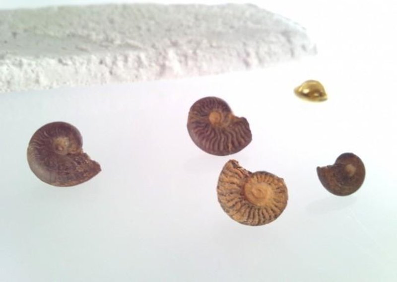 Ammonite fossil ☆ pin badge ☆ - 胸针 - 宝石 金色