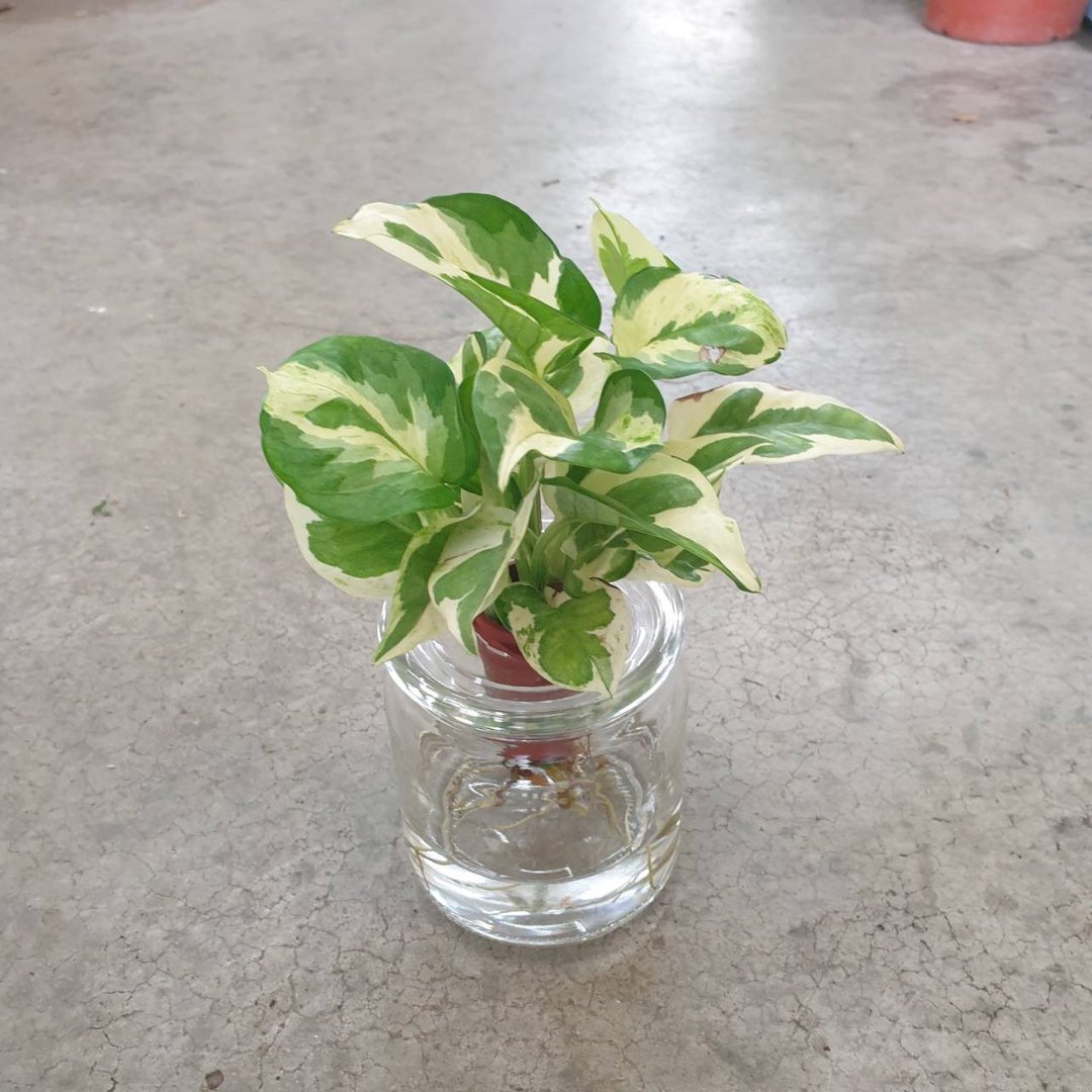 白金葛 水耕 室内盆栽 - 植栽/盆栽 - 玻璃 透明