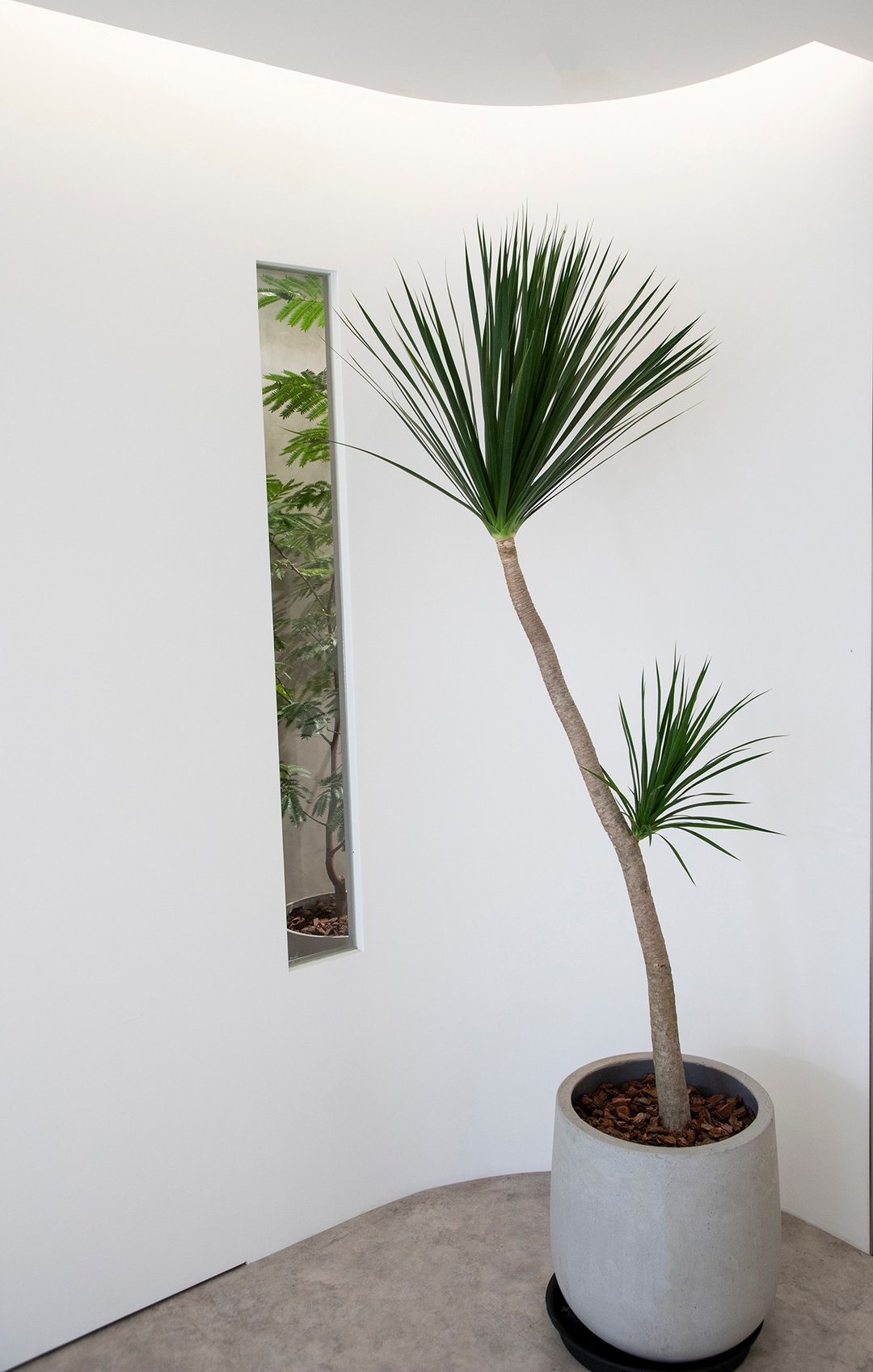【室内盆栽】龙血树盆栽 (中) 开幕盆栽 盆栽送礼 室内植物 - 植栽/盆栽 - 植物．花 绿色