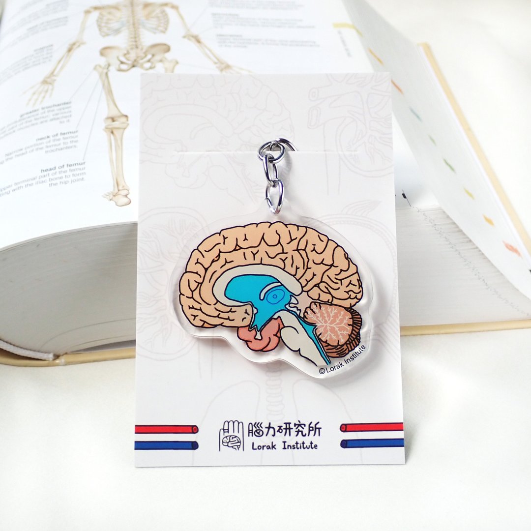 大脑 器官 内脏锁匙扣  钥匙圈科学 毕业 - 钥匙链/钥匙包 - 塑料 