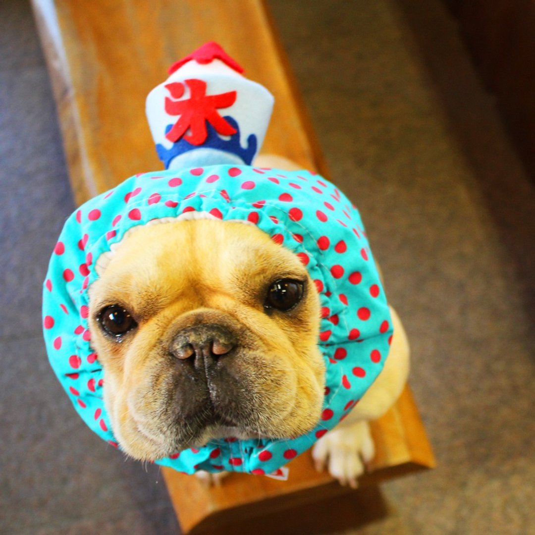 Cold dog snood　Shaved ice strawberry - 衣/帽 - 羊毛 红色
