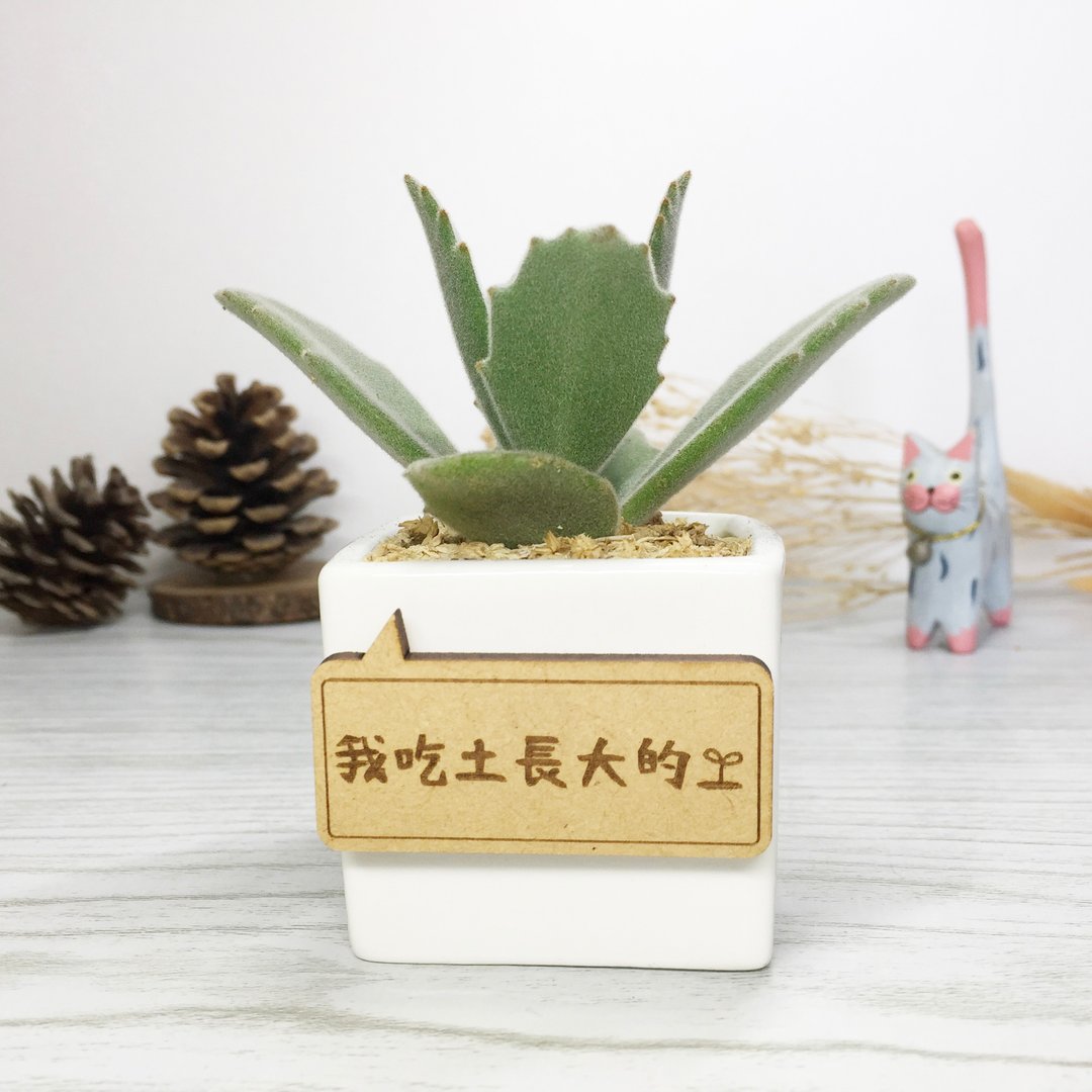 l小日植l 多肉小白盆栽-月光兔 生日礼物 可定制字牌 - 植栽/盆栽 - 植物．花 绿色