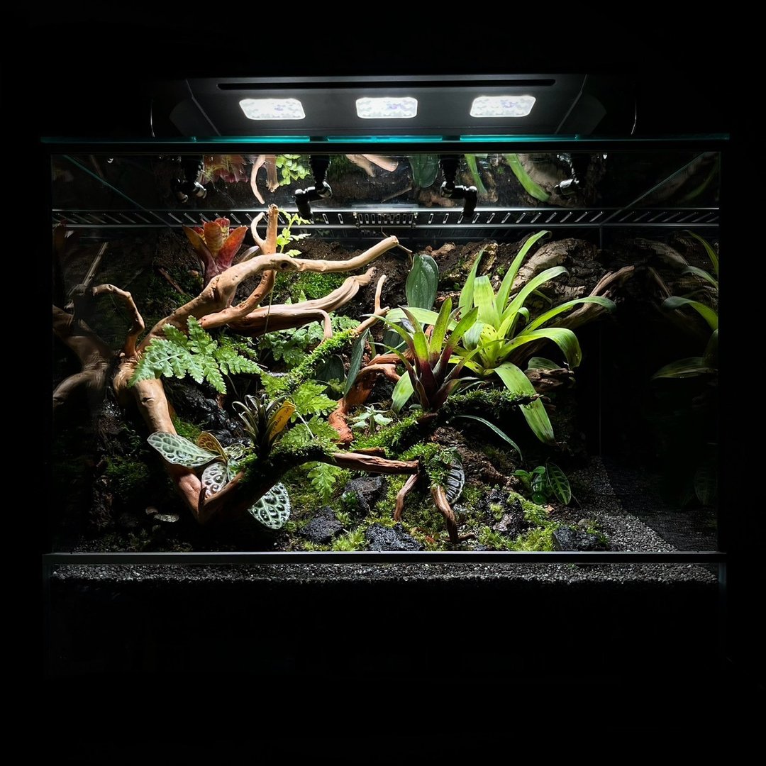 雨林栖域计划Rainforest Habitat Project/大型/订制/爬虫/蛙类/ - 植栽/盆栽 - 植物．花 多色