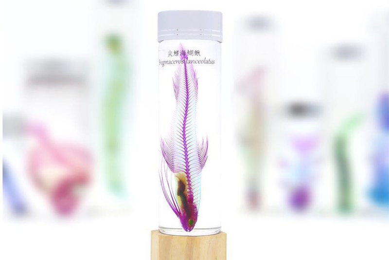 透明生物标本 - 尖鳍海鰗鳅 Bregmaceros lanceolatus - 摆饰 - 玻璃 