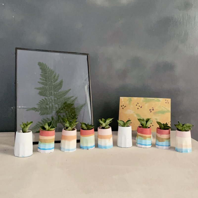 I适合当小礼物的I 姬佛手可丽露盆 - 植栽/盆栽 - 植物．花 绿色