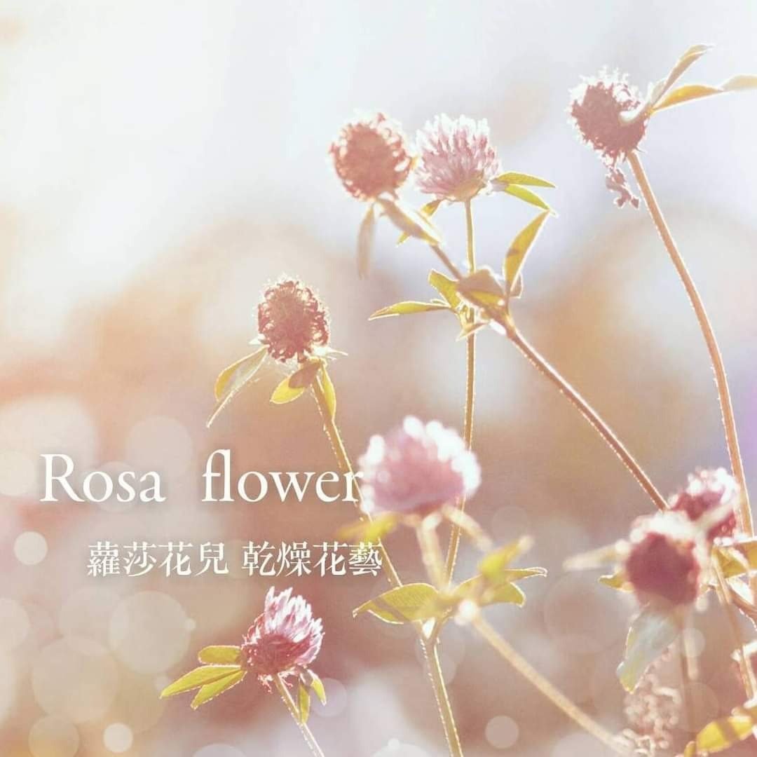 萝莎花儿 定制不挑款 轻质小捧花 - 干燥花/捧花 - 植物．花 