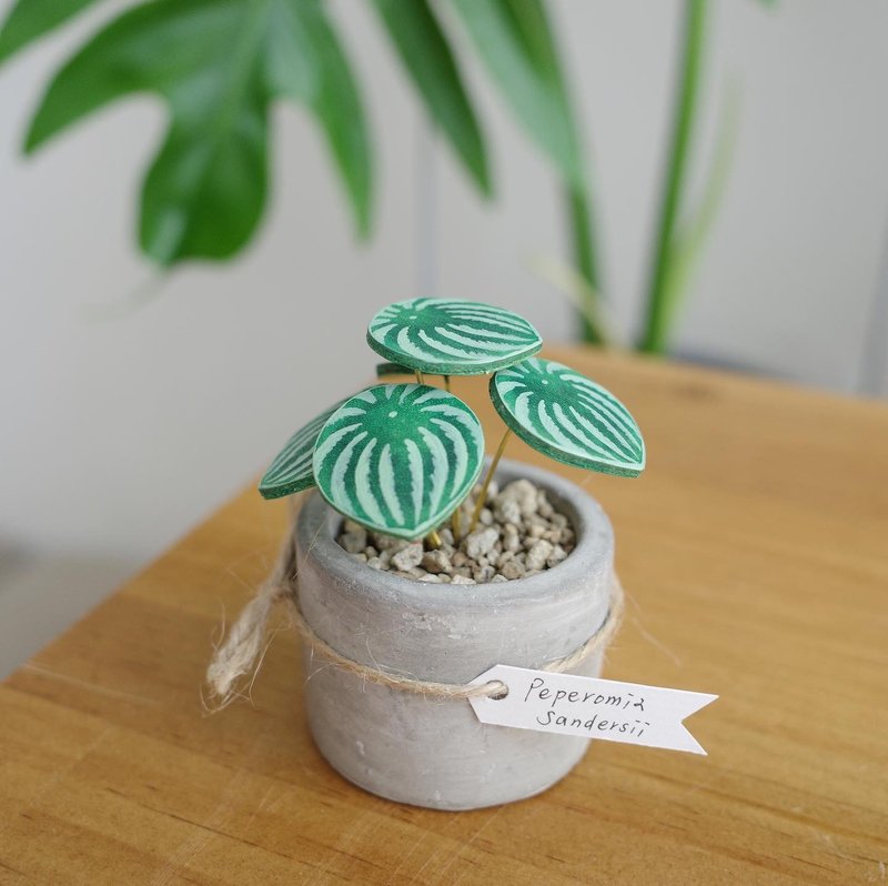 西瓜皮椒草皮革迷你盆栽(5片叶) - 植栽/盆栽 - 真皮 绿色