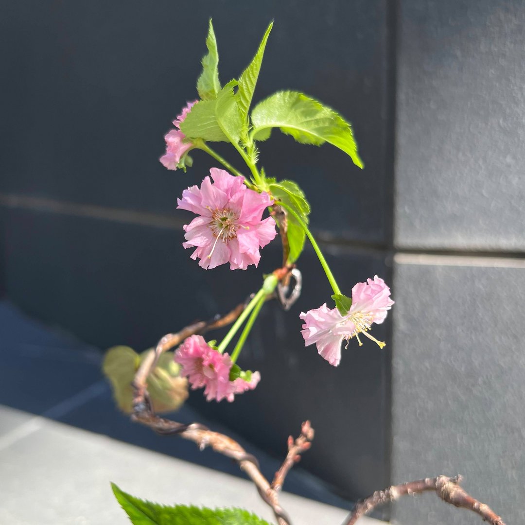 日本优雅梅雪樱∣樱花小品盆栽 开花中 - 植栽/盆栽 - 陶 