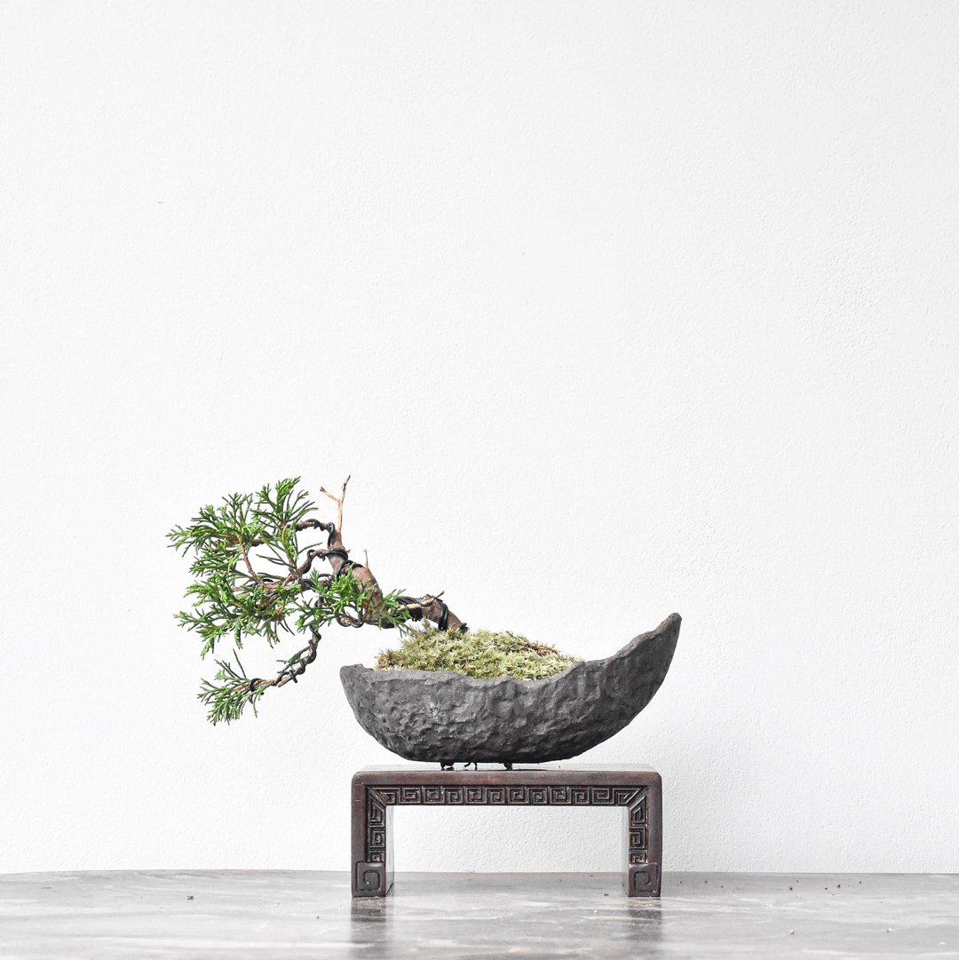 真柏 Juniper | 盆景星球 Bonsai Planet - 植栽/盆栽 - 植物．花 