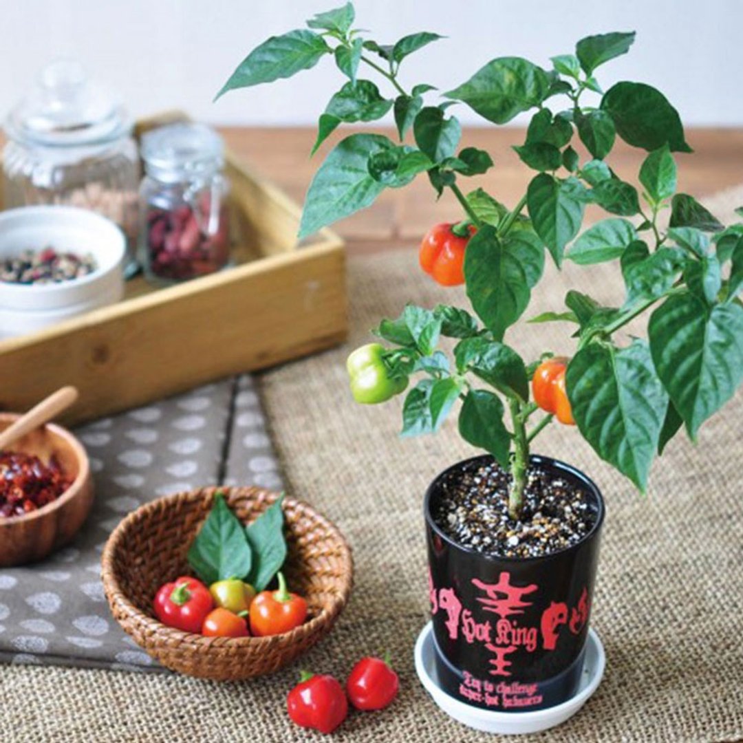 【轻微盒损】日本限定 HOT KING 辛王栽培套组 / 哈瓦那辣椒 - 植栽/盆栽 - 陶 红色