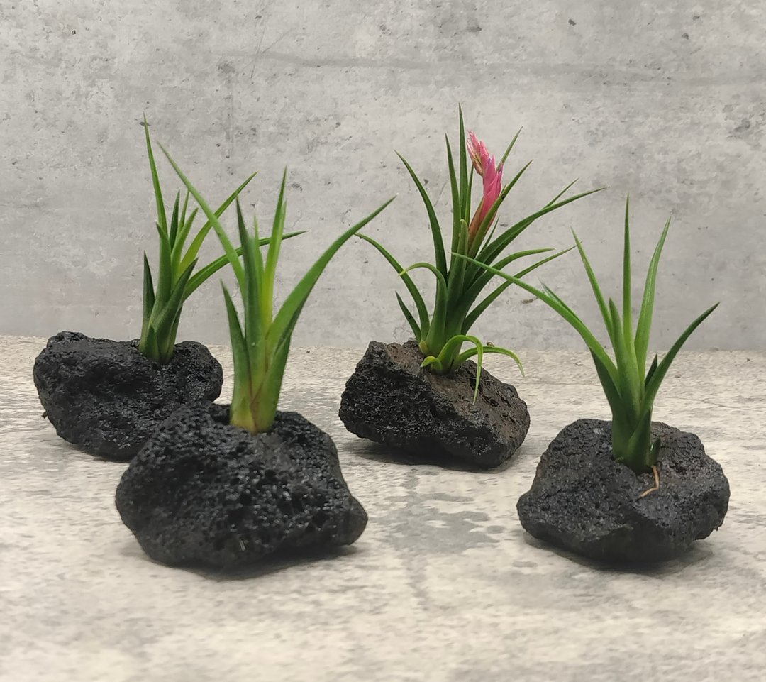 火山岩空气凤梨 - 植栽/盆栽 - 植物．花 