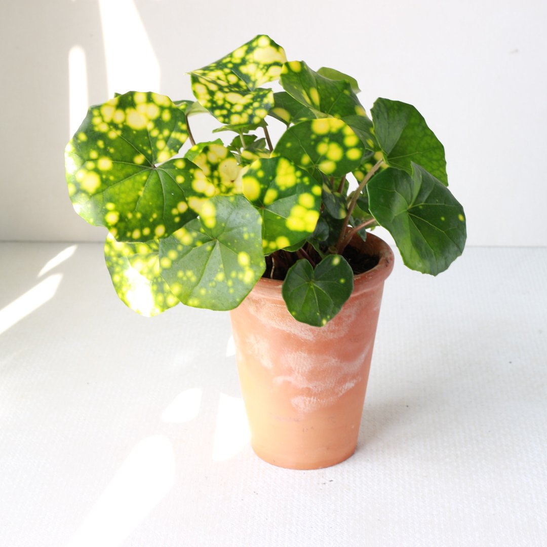 星点山菊 l 植栽 盆栽 (中盆) 室内植物 办公室盆栽  开幕盆栽 - 植栽/盆栽 - 陶 