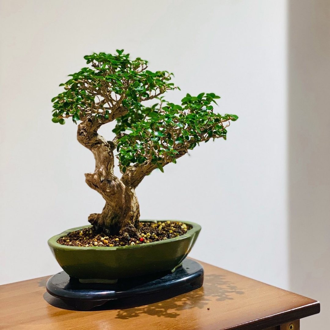 寿娘子 Headache Premna - 植栽/盆栽 - 植物．花 