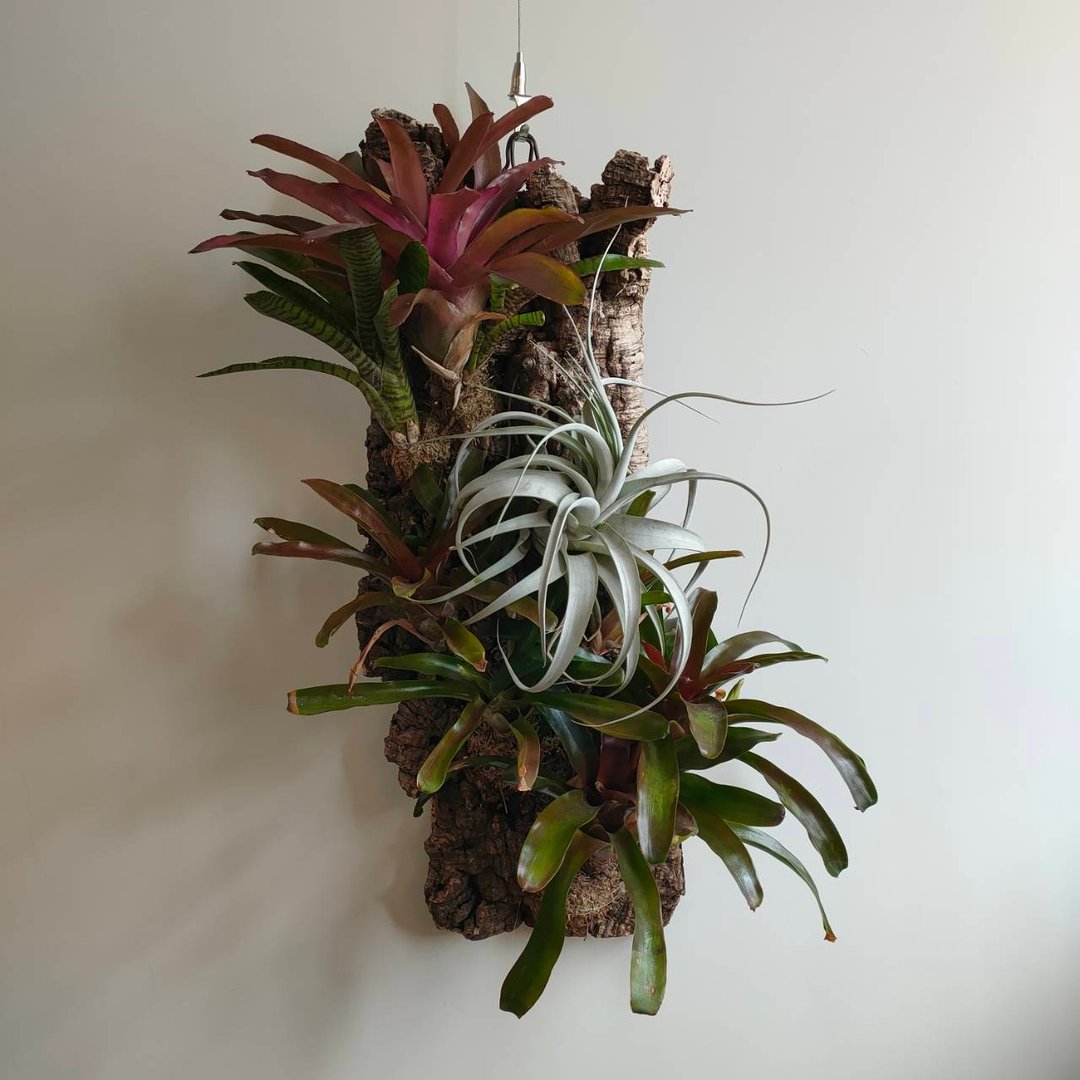银河之星 - 香槟树皮板植物上板 - 植栽/盆栽 - 植物．花 绿色