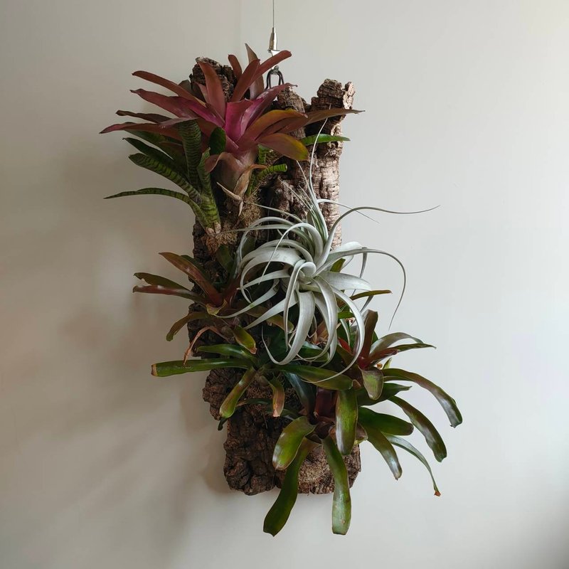 银河之星 - 香槟树皮板植物上板 - 植栽/盆栽 - 植物．花 绿色