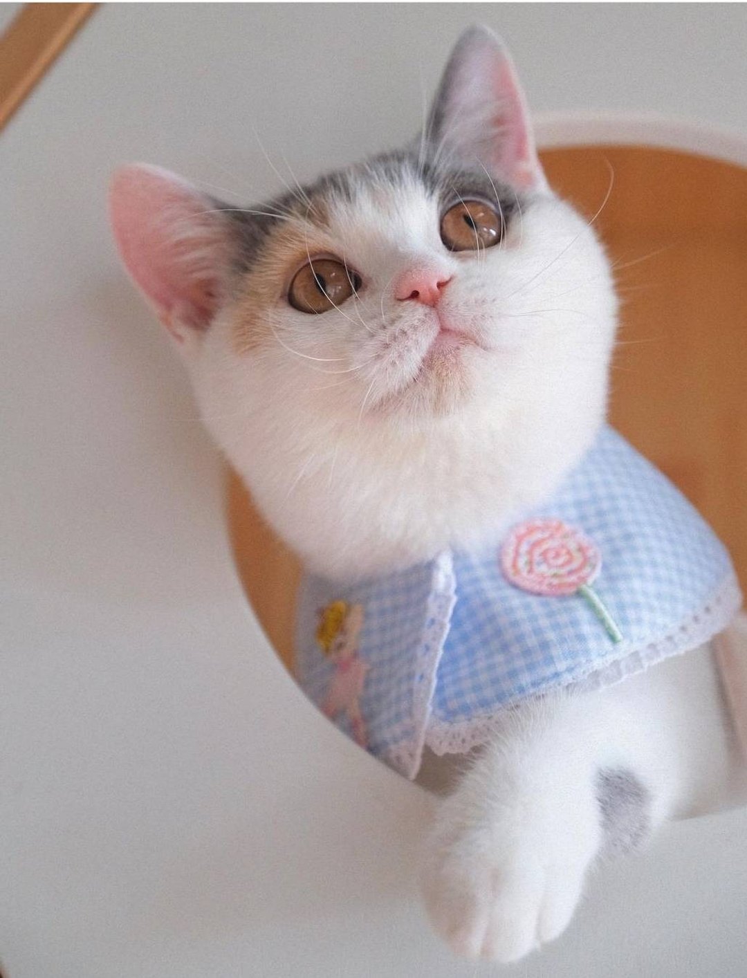 Polly Paul 狗和猫项圈 - 项圈/牵绳 - 棉．麻 蓝色
