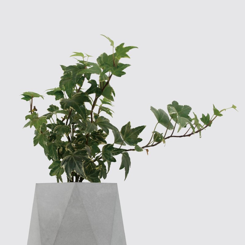 │ 水泥系列 │ 常春藤 - 防水清水模 水耕盆栽 自动喝水 - 植栽/盆栽 - 植物．花 灰色