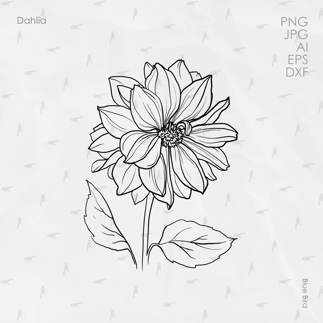Dahlia flower. Digital art - 其他数码设计 - 其他材质 