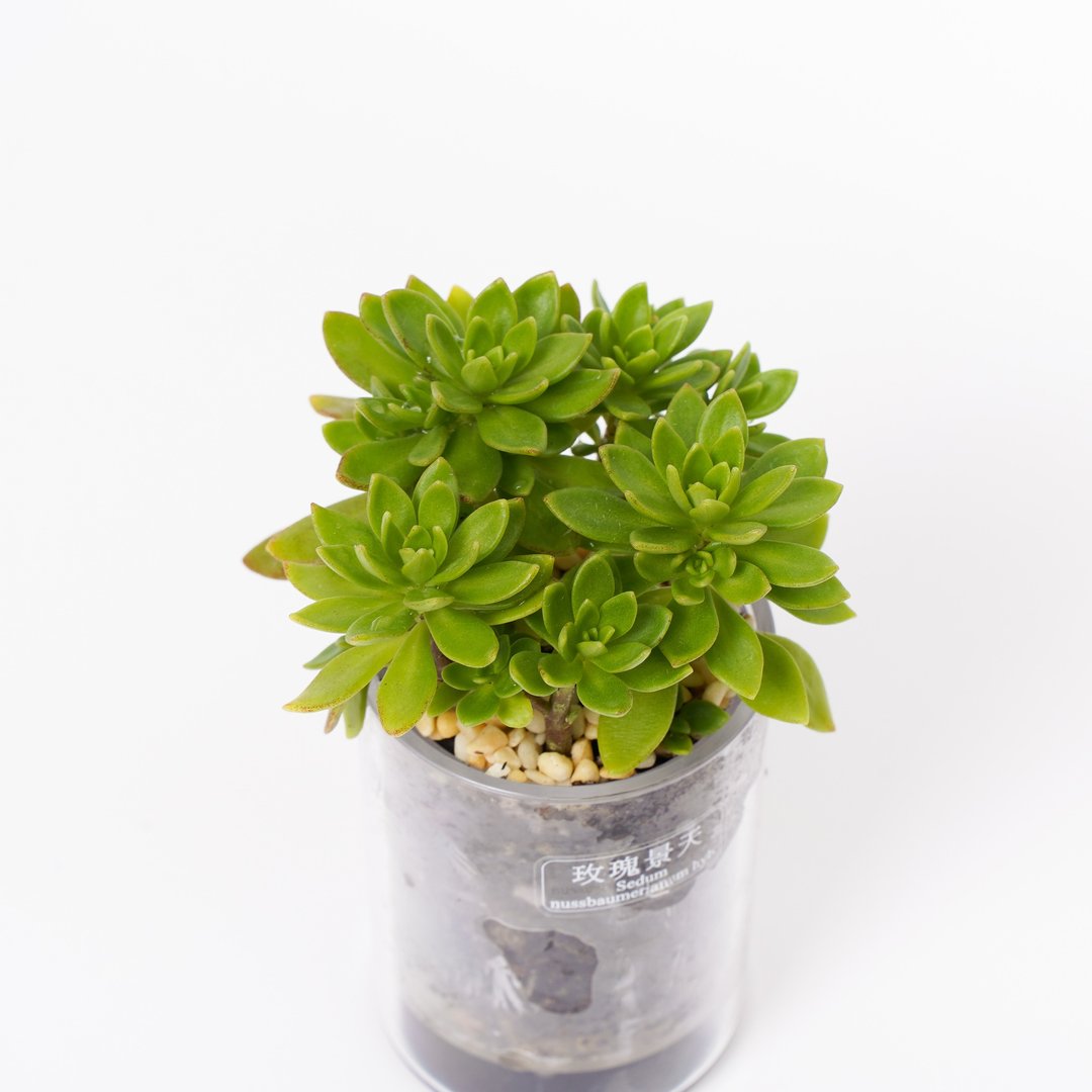 【玫瑰景天】多肉 植物 智慧型盆栽罐 | 莳光 - 植栽/盆栽 - 植物．花 