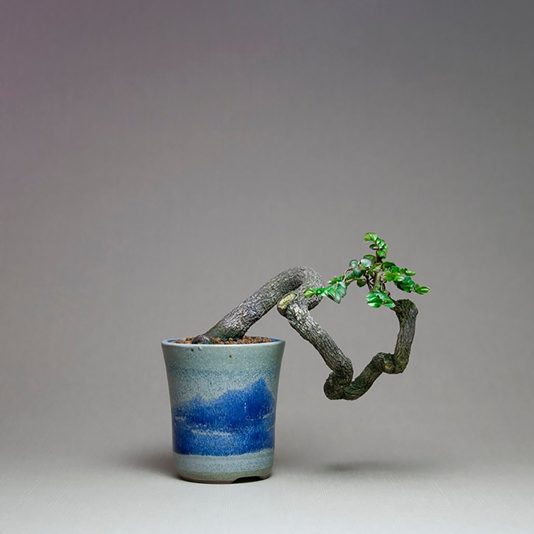 小品盆景/小叶紫檀/悬崖树型/禅意盆景 - 植栽/盆栽 - 植物．花 