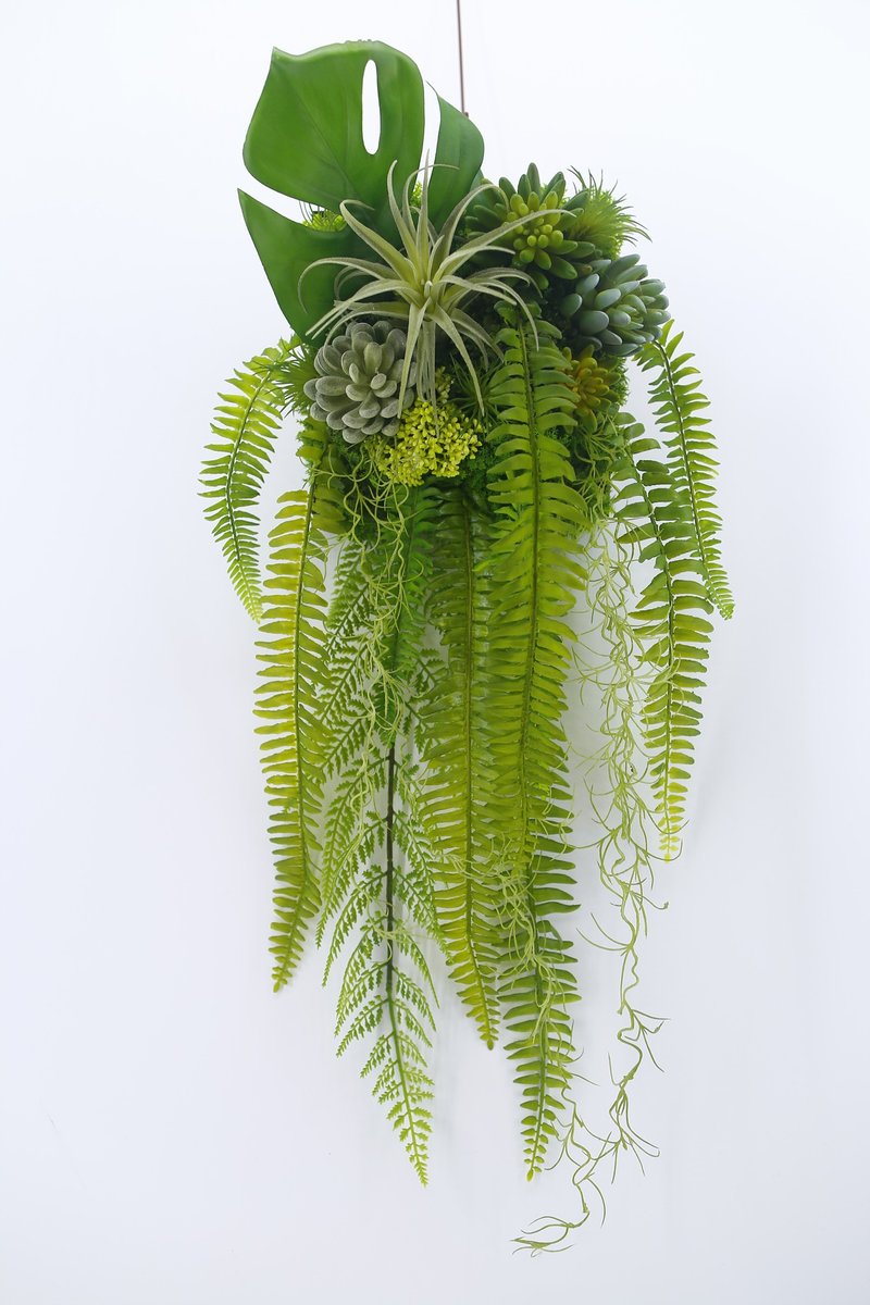 空气凤梨蕨类藤蔓植物壁饰 包邮专人配送限双北市 其余地区需补运 - 植栽/盆栽 - 其他材质 绿色