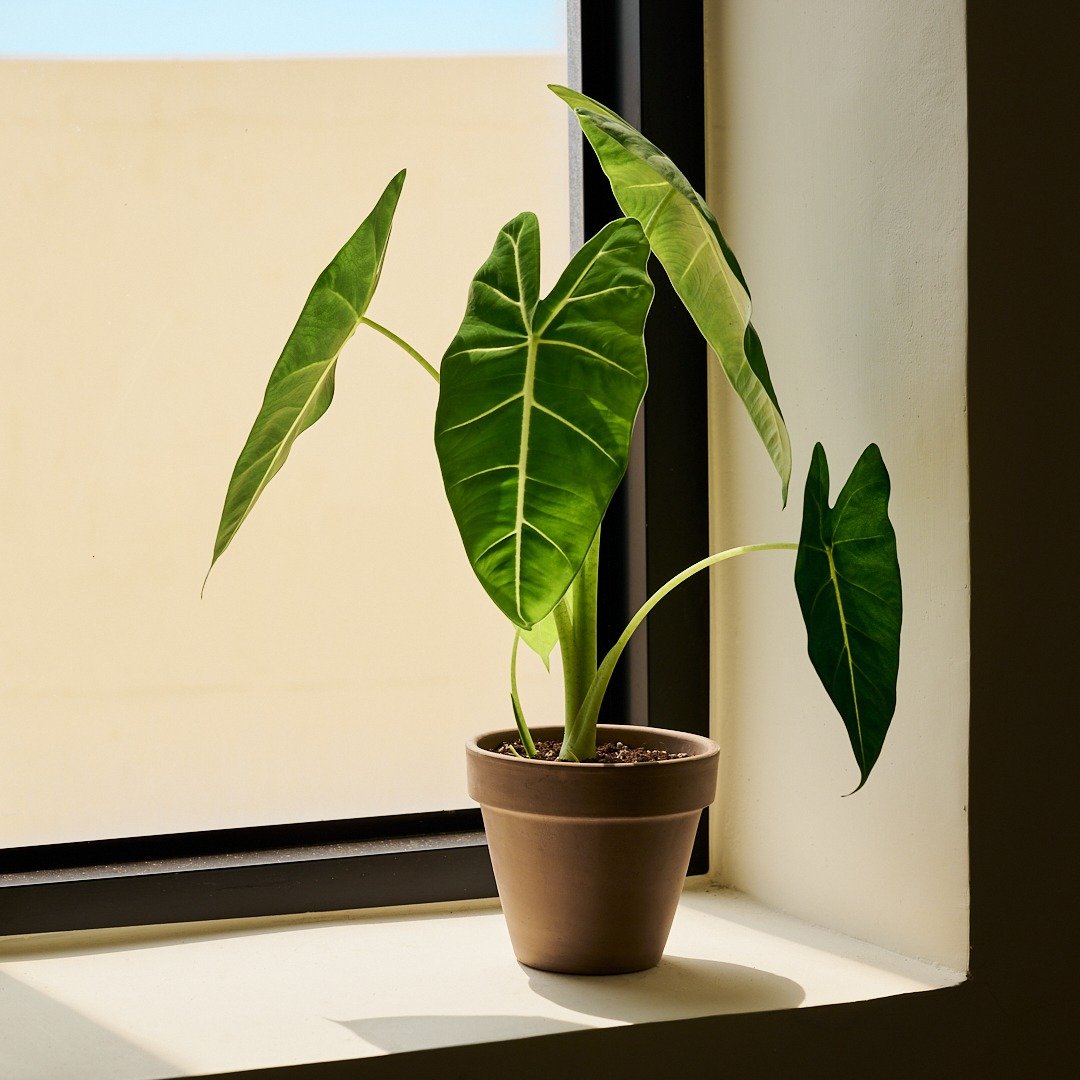 绒叶观音莲 | 室内植栽 观叶植物 办公室盆栽 开幕送礼 入门款 - 植栽/盆栽 - 植物．花 绿色