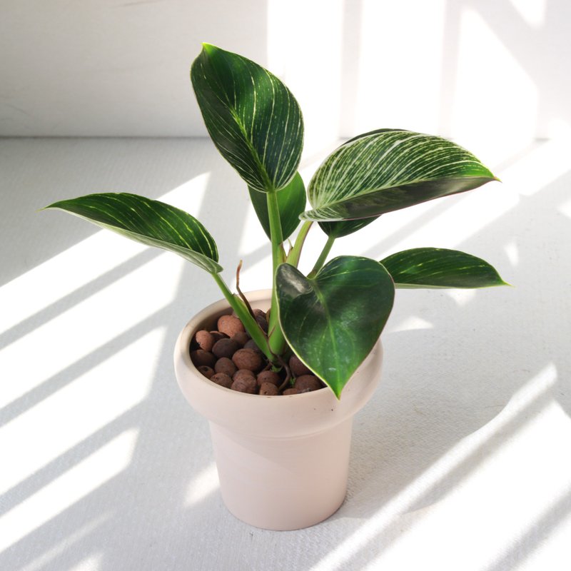 植栽 盆栽 l 柏金蔓绿绒 冰淇淋杯盆器  贵妇气质植物  强散光 - 植栽/盆栽 - 陶 