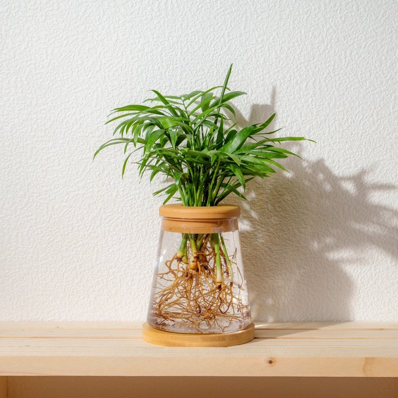 袖珍椰子 三角水耕盆栽 室内植物 观叶植物 礼物 水培 - 植栽/盆栽 - 植物．花 透明