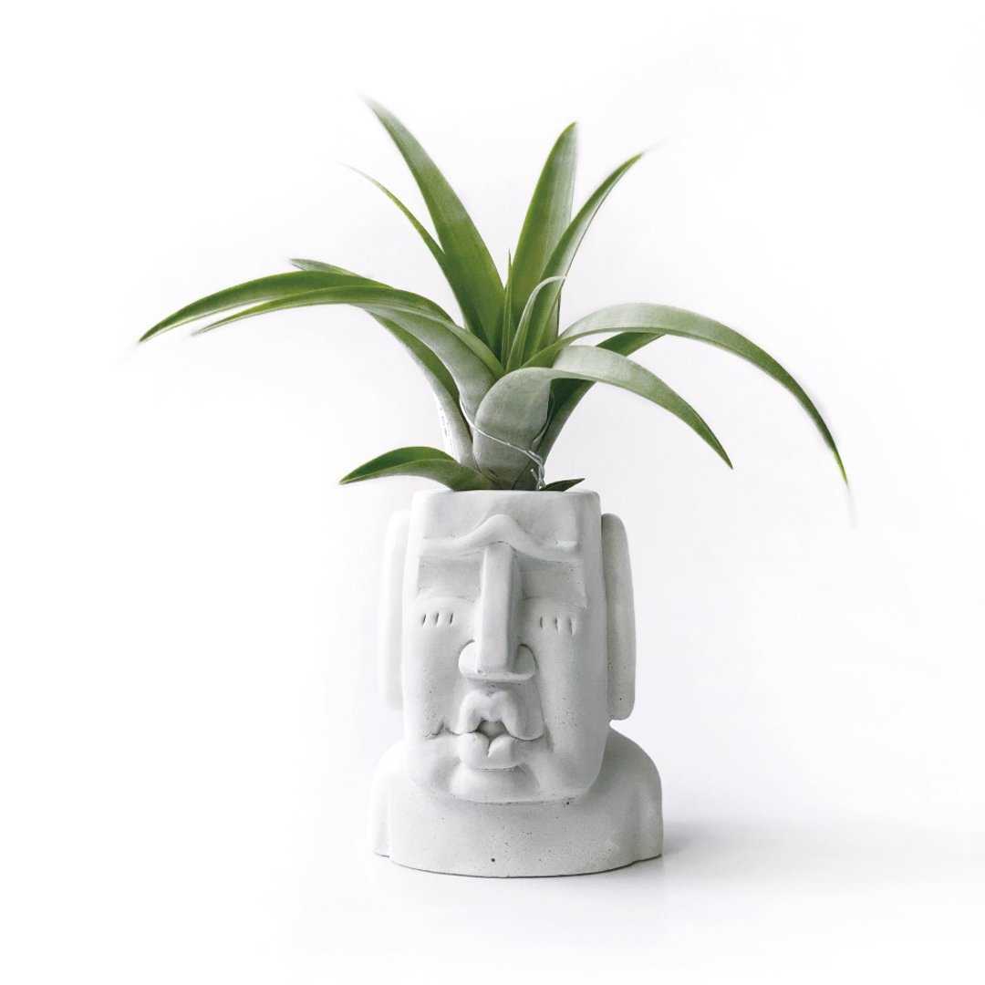 旋风木柄凤 空气凤梨 搭配色色摩艾水泥盆器 - 植栽/盆栽 - 植物．花 灰色