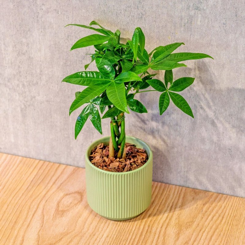 马拉巴栗 莫兰迪色系直纹陶盆 室内植物 观叶植物 礼物 盆栽 - 植栽/盆栽 - 植物．花 绿色