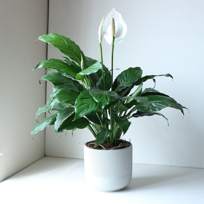植栽 盆栽 l 白鹤芋 低调高雅大方送礼 室内植物 办公室盆栽 - 植栽/盆栽 - 水泥 