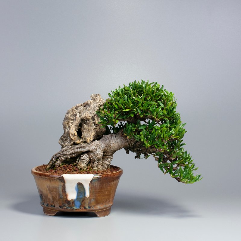 【附石盆景】绿意盆景 送礼推荐 精致盆景 - 植栽/盆栽 - 植物．花 