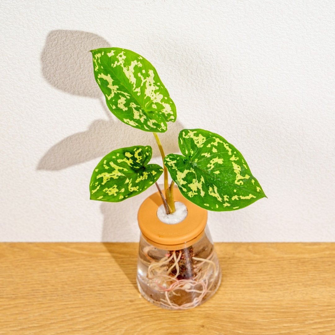 迷彩芋 三角水耕盆栽 室内植物 观叶植物 礼物 水培 - 植栽/盆栽 - 植物．花 透明