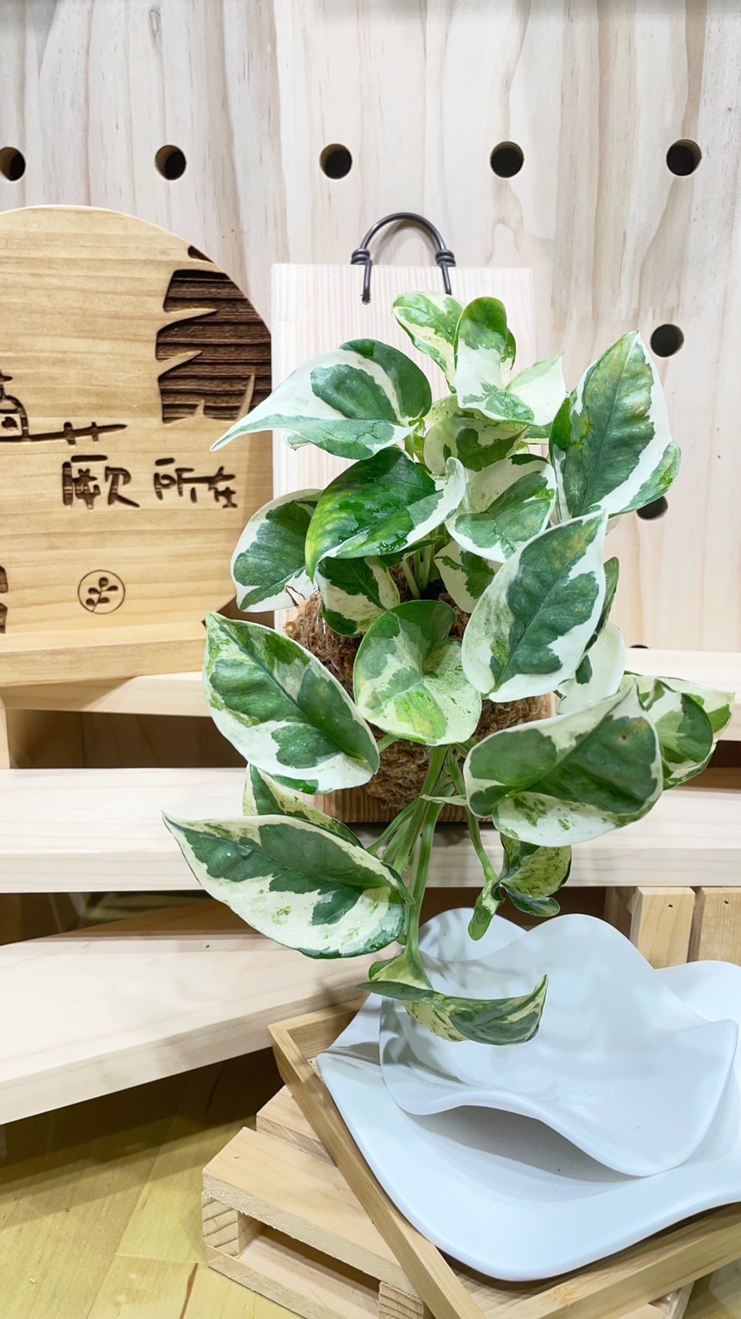 【植蕨所在】 白金葛 居家摆设 墙面摆设 水苔植物 水苔植物上板 - 植栽/盆栽 - 植物．花 