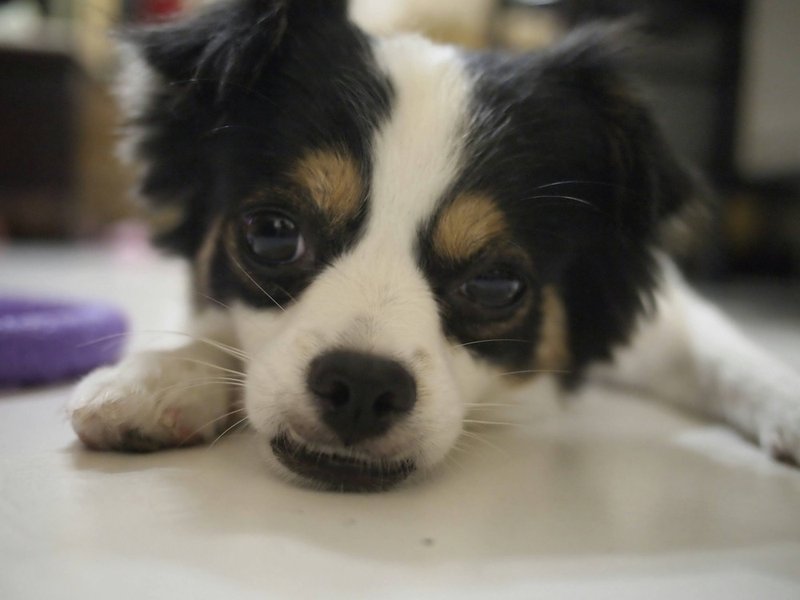 【羊乐多X 羊毛毡】小玛+小吉+草莓松鼠 钥匙圈 mimiwu专属订单 - 钥匙链/钥匙包 - 羊毛 橘色