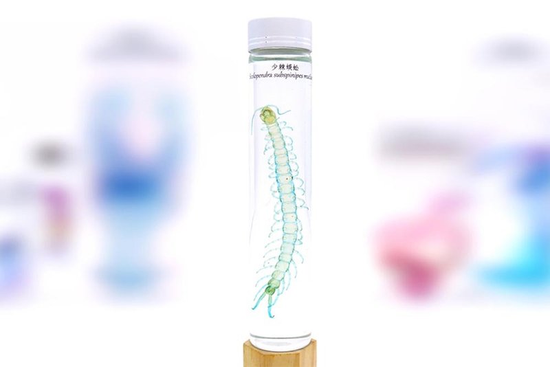 透明生物标本 - 少棘蜈蚣 Scolopendra subspinipes - 摆饰 - 玻璃 